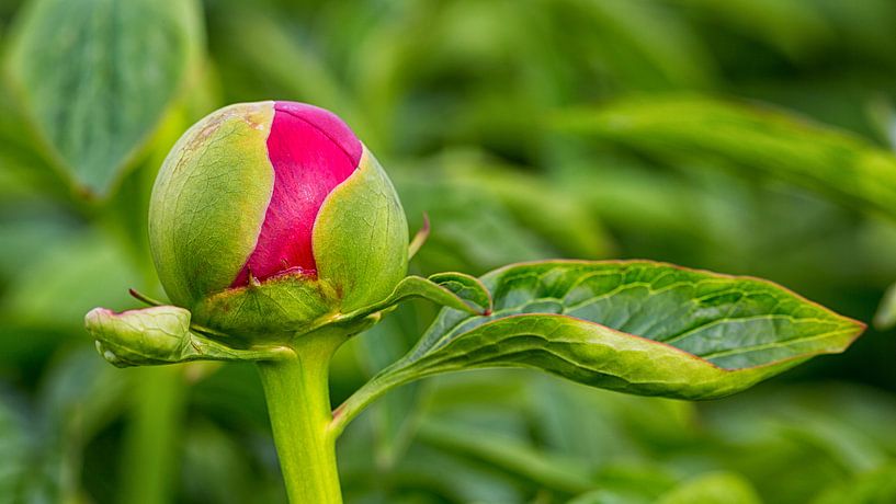 Knospe einer roten Pfingstrose von Bram van Broekhoven