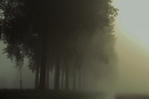 Morgennebel