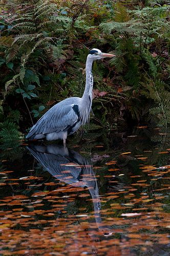 Blue Heron