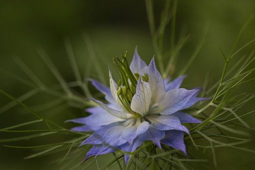 Love in a mist - Soft Blue