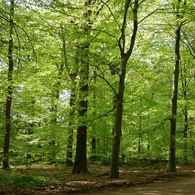 Beukenbos in het voorjaar van Wim vd Neut