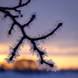 Einfrieren von P Hogeveen
