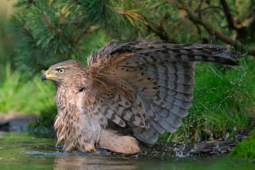 Juveniele havik op de Lemelerberg van Wim van der Meule