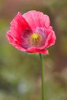 Pink poppy - Pink Summer