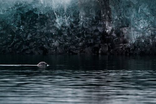 Grijze zeehond in het Jökulsárlón meer