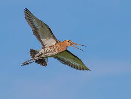 Grutto van Robert Westerhof