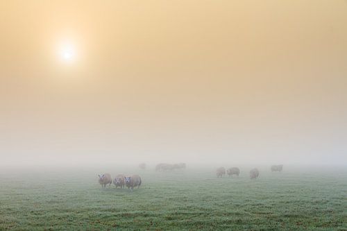 Schapen in de mist tijdens zonsopkomst