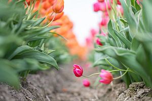 Peekaboo ! Une tulipe rose qui suit son propre chemin. sur MdeJong Fotografie