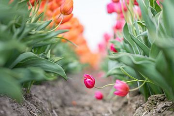 Peekaboo ! Une tulipe rose qui suit son propre chemin. sur MdeJong Fotografie