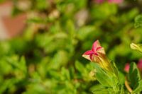 Bloemknop van de mini petunia, rose