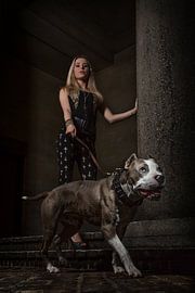 tir sur l'église en cours de route (pitbull)