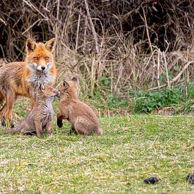 Fox Family by Abe Maaijen