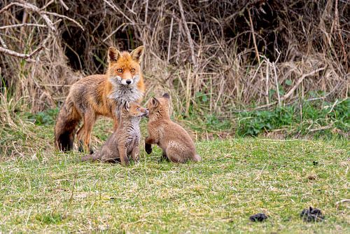 Familie vos van Abe Maaijen