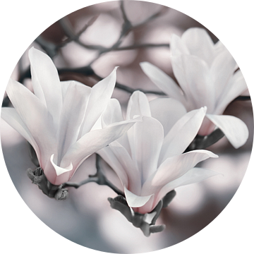 Magnolia's van Violetta Honkisz