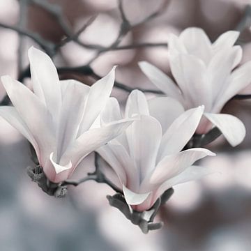 Magnolia sur Violetta Honkisz