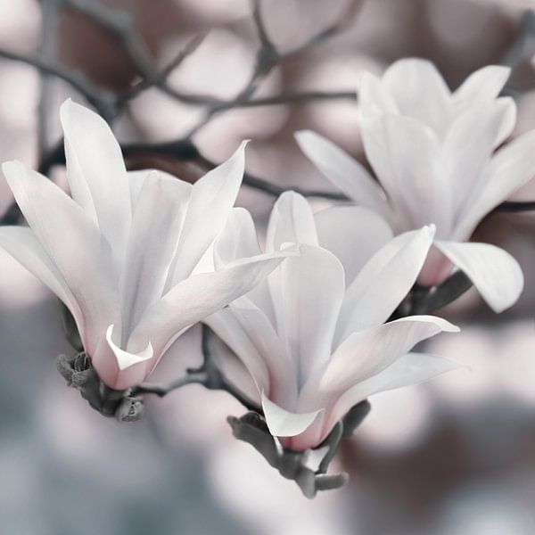 Magnolias by Violetta Honkisz