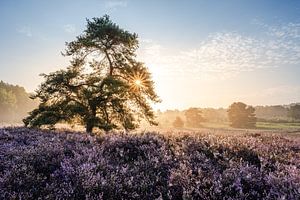 Mistige zonsopkomst op de paars bloeiende heide