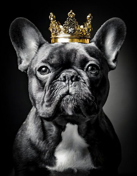 Französische Bulldogge in Schwarz und Weiß mit goldener Krone von Dutch Art Works