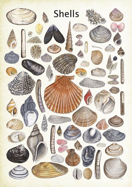 Muscheln von Jasper de Ruiter