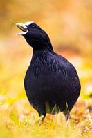 Portrait d'une foulque