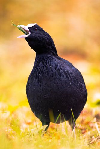 Portret van een meerkoet