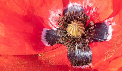 Bloemenfotografie - Klaproos...