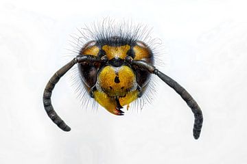 Wespenkop van Roland Brack