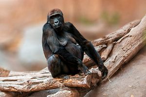 Gorilla moeder zittend op een boomstam