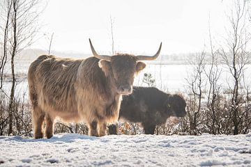 Schotse Hooglander in de sneeuw... van Ans Bastiaanssen