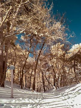 Un chemin forestier dans la neige sur Lex Schulte