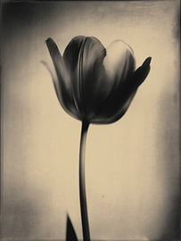 Tulpe im sanften Licht Nr. 16 von Studio Silver & Sepia