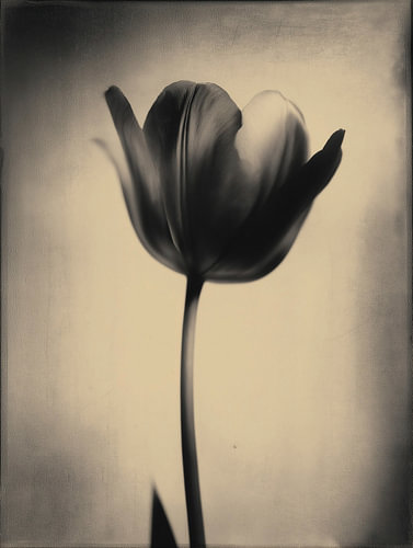 Tulipe dans une lumière douce n° 16