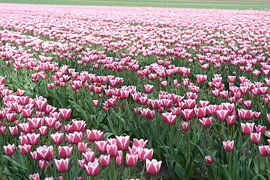 blühende Tulpen im Frühjahr von Heiko Kueverling