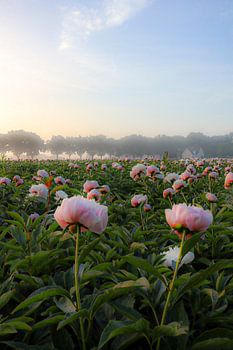 Blumenfeld am frühen Morgen
