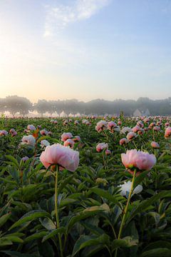 Bloemenveld in de vroege morgen