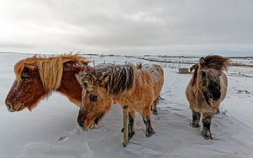 Icelandic horses in the snow by x imageditor