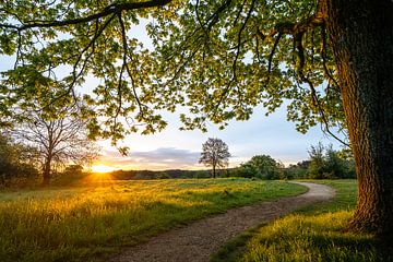 Good morning sunshine van John van de Gazelle fotografie