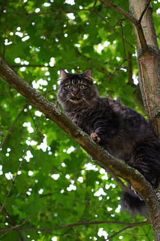 Norweger Katze im Baum