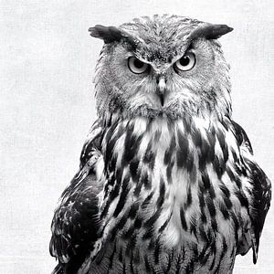 Black and White Owl van David Potter