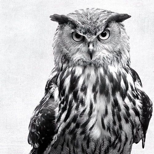Black and White Owl