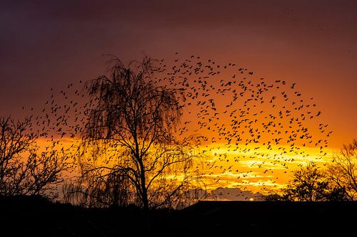 Coucher de soleil de Starling 2