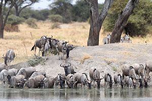Herd of Wildebeest drinking at a waterhole by Rini Kools