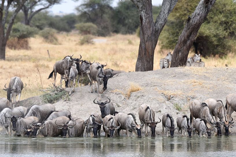 Gnu-Herde trinkt an einer Wasserstelle von Rini Kools