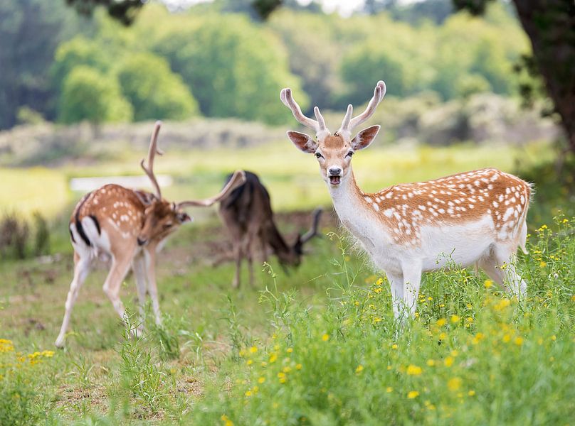 Bambi mit Freunden von Anouschka Hendriks