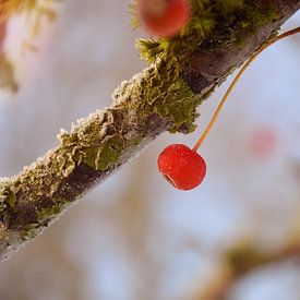 Cherry in the morning sun by Maaike Beveridge