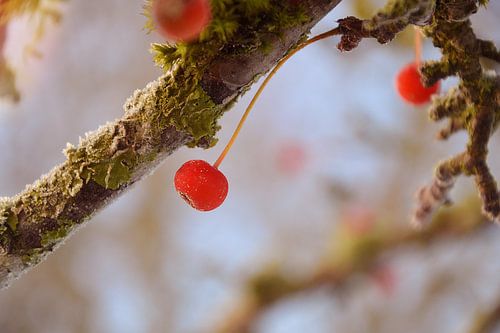 Kirsche in der Morgensonne