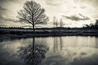 Reflectie van boom in een ven