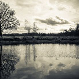 Reflectie van boom in een ven van Jeroen Maas