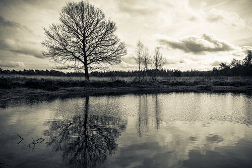 Reflectie van boom in een ven by Jeroen Maas