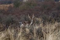 hert in het wild par Wesley Klijnstra Aperçu